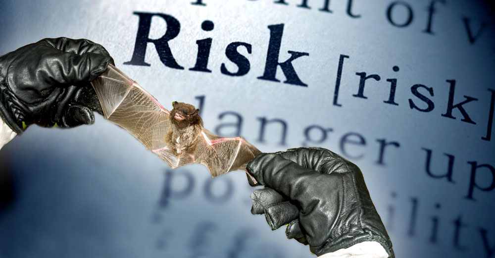 virus hunting risk bat animals