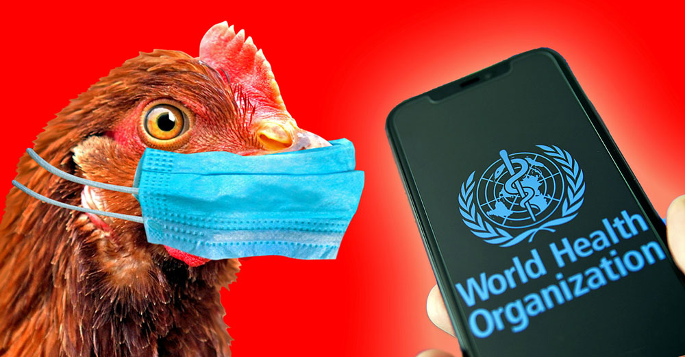 who bird flu spread humans